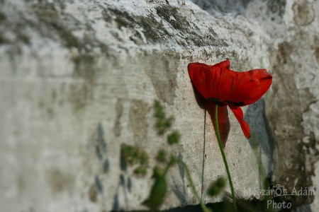 Vén pipacs / Old poppy
